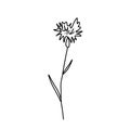 One simple vector cornflower with a black line.Botanical hand drawn illustration