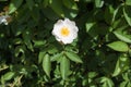 One simple white flower of rose Royalty Free Stock Photo