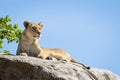 One single adult alert lioness lying on a big rock in Serengeti National Park in Tanzania