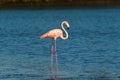 One Flamingo Standing in water