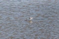 One single American avocet Recurvirostra americana foraging in shallow water at Edwin B. Forsyth National Wildlife Refuge, New J