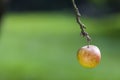 One Single Apple Hanging on The Branch of a Tree Royalty Free Stock Photo