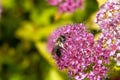 One single bee collecting pollen, sitting on a blooming Meadowsweet flower - filipendula rubra, on a sunny day, macro, closeup Royalty Free Stock Photo