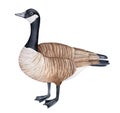 Standing Canada goose Branta canadensis watercolor illustration.