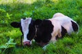 One single black and white young cow lie down or sitting on green grass meadow. Cow is eating in green grass field Royalty Free Stock Photo