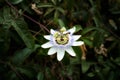 One single Blue Passiebloem flower in nature Royalty Free Stock Photo