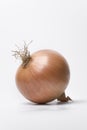 One single brown onion