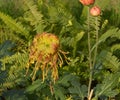 One single chrysanthemum flower ready to blossom in sunny day Royalty Free Stock Photo