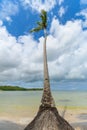 One single coconut tree with apparent roots on the sand of a calm beach