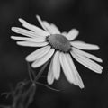 One single daisy flower.Black and white image.