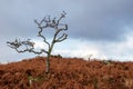 One single dead tree on a hill in red fern, blue cloudy sky in the background. Life and death concept. Tree has interesting shape
