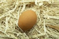 One Single Fresh Egg on its Own on a Bedding of Fresh Straw