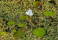 One single Frogbit flower surrounded by Duckweed Royalty Free Stock Photo