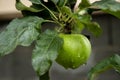 One single green apple hanging on the tree. Granny smith apple in the rain. Royalty Free Stock Photo