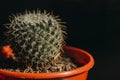 One single green barrel cactus Royalty Free Stock Photo