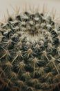 One single green barrel cactus Royalty Free Stock Photo