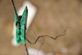 One single green dirty plastic clothespin hangs on a wire