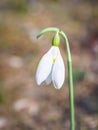 One single isolated Galanthus nivalis, the snowdrop or common snowdrop in the beginning of spring. Small white flower of spring Royalty Free Stock Photo