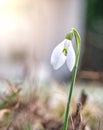 One single isolated Galanthus nivalis, the snowdrop or common snowdrop in the beginning of spring. Small white flower of spring Royalty Free Stock Photo
