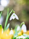 One single isolated Galanthus nivalis, the snowdrop or common snowdrop in the beginning of spring. Small white flower of spring Royalty Free Stock Photo