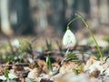 One single isolated Galanthus nivalis, the snowdrop or common snowdrop in the forest Royalty Free Stock Photo