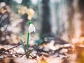 One single isolated Galanthus nivalis, the snowdrop or common snowdrop in the forest Royalty Free Stock Photo