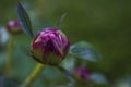 One single isolated pink peony bud with green background. Holiday card with spring bud flower