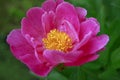 One single isolated pink peony with vivid green background from garden. Paeonia lactiflora spring flower.