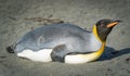 single king penguin (APTENODYTES PATAGONICUS) lies sleeping or resting on the beach of South Georgia Royalty Free Stock Photo