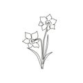 One single line drawing of beauty fresh narcissus for garden logo. Printable decorative daffodil flower concept for wedding Royalty Free Stock Photo