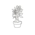 One single line drawing of fresh beauty potted adenium for garden logo. Printable poster decorative desert rose flower concept for