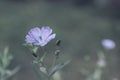 One single little flax flower. Close up image of this gorgeous blue flower Royalty Free Stock Photo