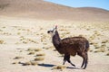 One single llama on the Andean highland in Bolivia. Adult animal galloping in desert land. Side view. Royalty Free Stock Photo