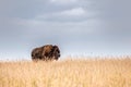 one single majestic buffalo standing in tall golden colored grass