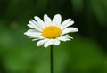 One single marguerite flower with soft green background Royalty Free Stock Photo