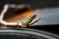 One single monarch caterpillars Danaus plexippus on a plant outside in the summer Royalty Free Stock Photo