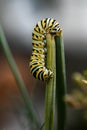 One single monarch caterpillars Danaus plexippus on a plant outside in the summer Royalty Free Stock Photo