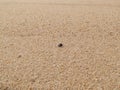 One single mussel shell lies alone in the sand on the beach. Shallow depth of field. Royalty Free Stock Photo