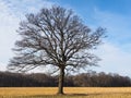 One single naked oak tree on a field in winter at Germany Royalty Free Stock Photo