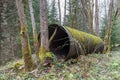 One single old rusty iron tube from a water pipeline in a forest Royalty Free Stock Photo