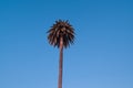 One single palm tree against blue sky. Royalty Free Stock Photo