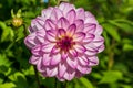 One single pink Dahlia flower in bright sunlight Royalty Free Stock Photo