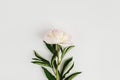 One single pink peony flower with green leaves on white background with copyspace Royalty Free Stock Photo