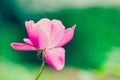 One single pink and white rose against a bright green bokeh Royalty Free Stock Photo