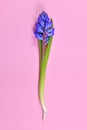 Single purple Hyacinth spring flowers on pink background Royalty Free Stock Photo
