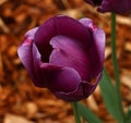 Colorful singular purple tulip with green stem and wood chip background