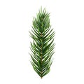 One single realistic spruce or pine branch leaf. Vector illustration.