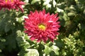 One single red chrysanthemum flower blossom in the sunny day Royalty Free Stock Photo