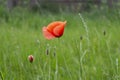 One single Red Poppy in the meadow bloom and bud ,dreamy wild poppy with grass in the background Royalty Free Stock Photo