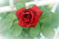 One single red rose with drops of dew on petals and green leaves on the background. Clarified background.